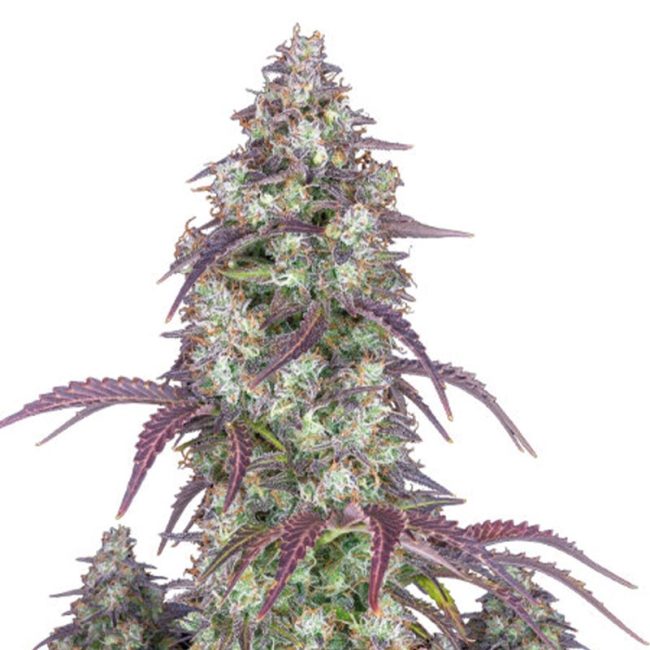 lemon pie auto