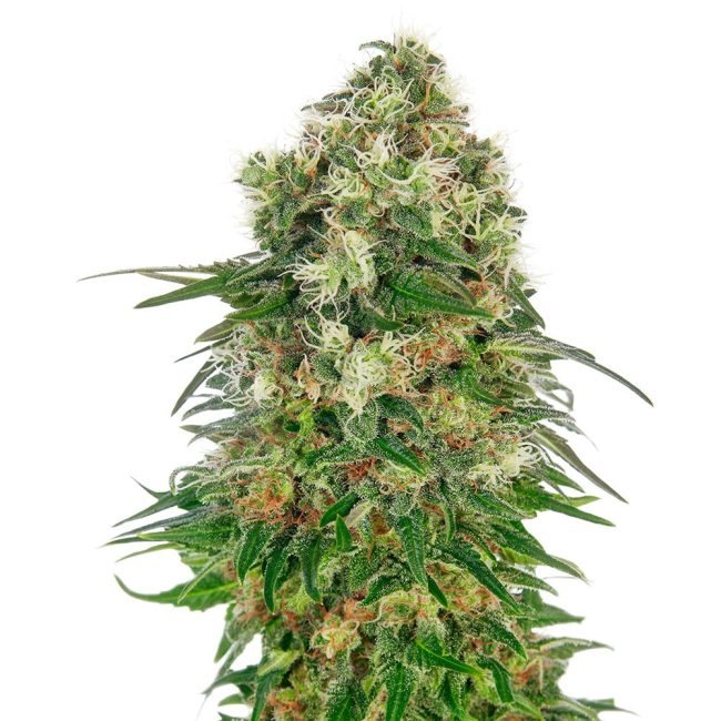 shiva skunk automatic.jpg