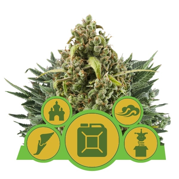 autoflowering mix.jpg