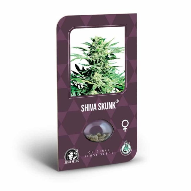 shiva skunk.jpg
