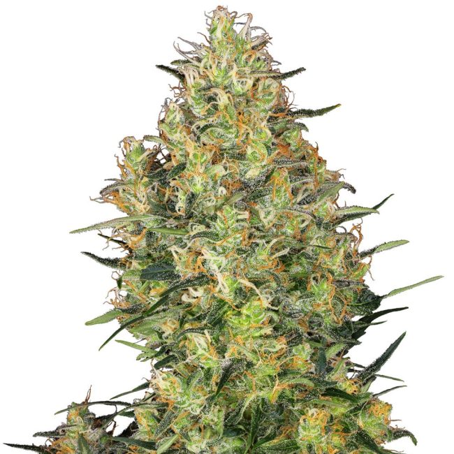 shiva skunk feminized.jpg