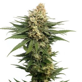 dynamighty autoflower