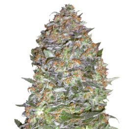 auto diesel