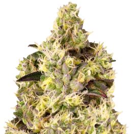 auto gelato