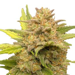 auto glue xxl