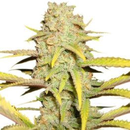 auto og