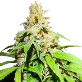 auto shkiper kush