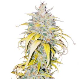 auto white devotchka