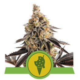 cookies gelato auto