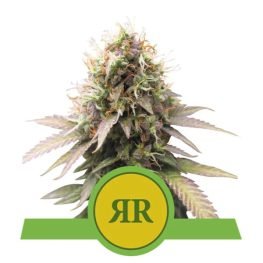 royal runtz auto