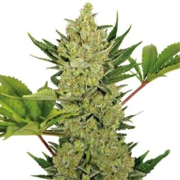 blueberry cheese auto
